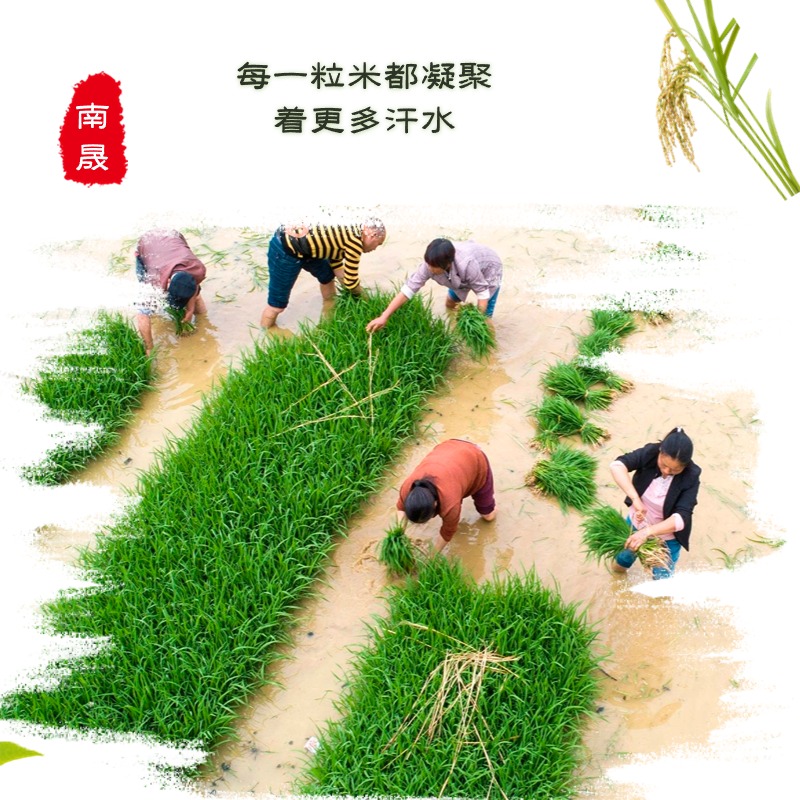 大米商品主图插秧.jpg